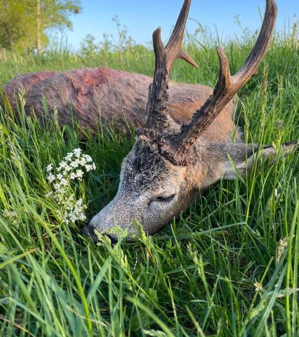 Rehbock Pauschal Angebot auf starke Böcke im Süden von Polen